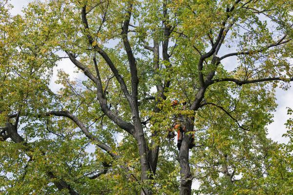 The Benefits of Stump Grinding After Tree Removal